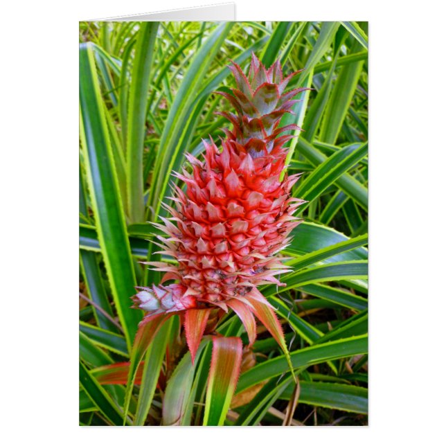 Hawaiian Pineapple (Voorkant)