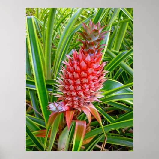 Hawaiian Pineapple Poster (Voorkant)