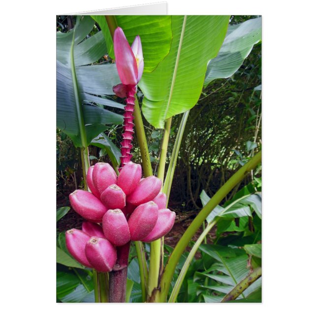 Hawaiian Pink Bananas (Voorkant)