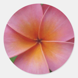 Hawaiian Pink Plumeria Frangipani Tropische Bloem Ronde Sticker
