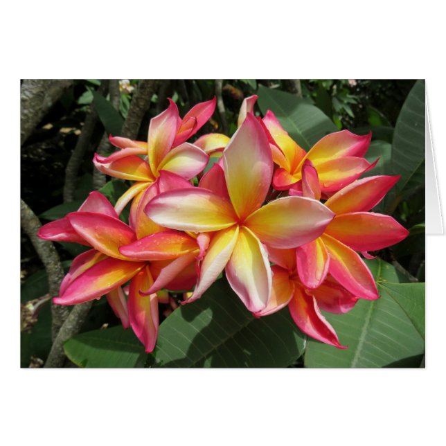 Hawaiian Plumeria (Voorkant Horizontaal)