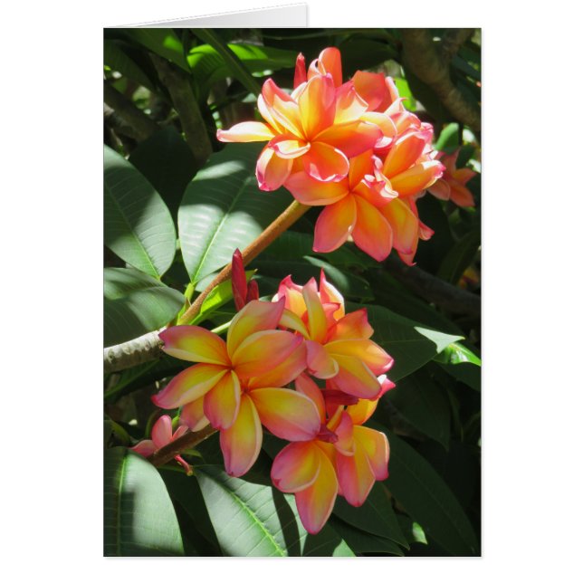 Hawaiian Plumeria (Voorkant)