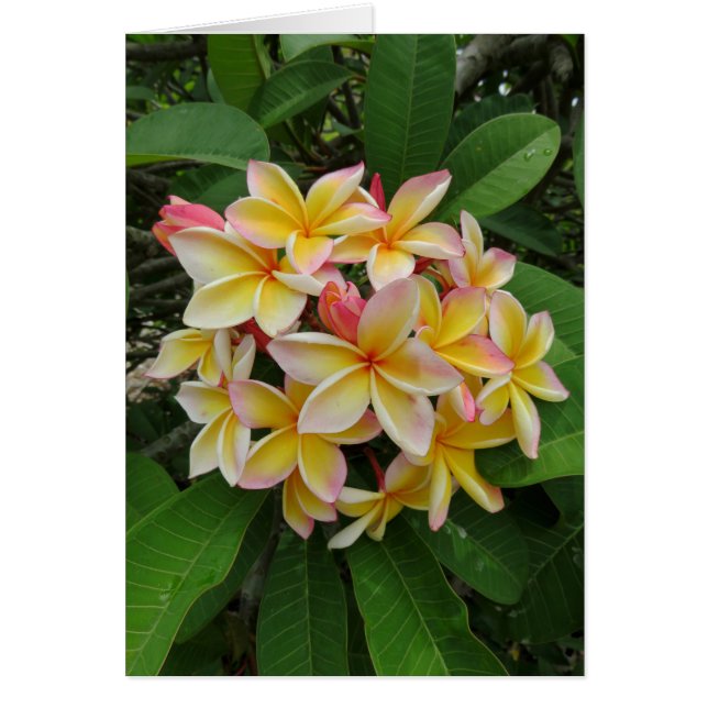 Hawaiian Plumeria (Voorkant)