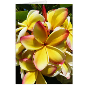 Hawaiian Plumeria