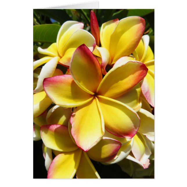Hawaiian Plumeria (Voorkant)