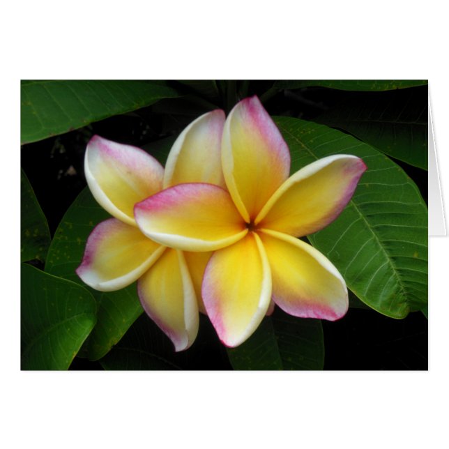 Hawaiian Plumeria (Voorkant Horizontaal)