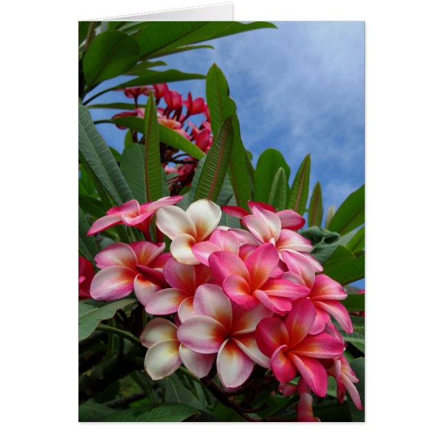 Hawaiian Plumeria (Voorkant)