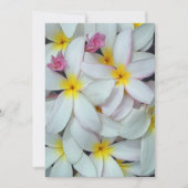 Hawaiian Plumeria (Voorkant)