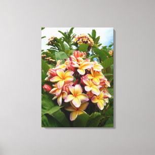 Hawaiian Plumeria Canvas Afdruk