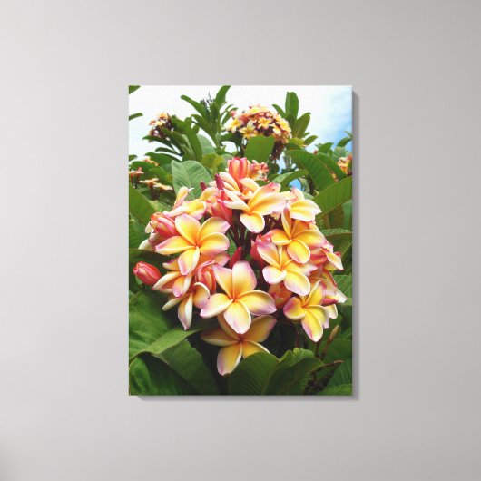 Hawaiian Plumeria Canvas Afdruk (Voorkant)