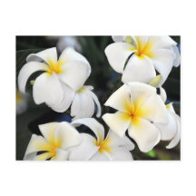 Hawaiian Plumeria Cascade Briefkaart