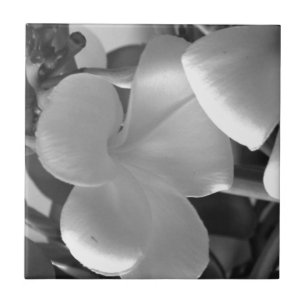 Hawaiian Plumeria Flowers in Black and White Tegeltje
