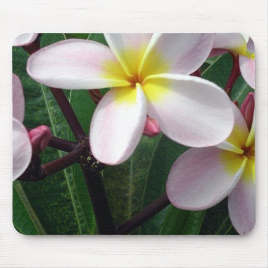 Hawaiian Plumeria Flowers Muismat (Voorkant)