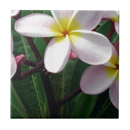 Hawaiian Plumeria Flowers Tegeltje (Voorkant)