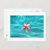 Hawaiian Plumeria Postcard Briefkaart (Voorkant / Achterkant)