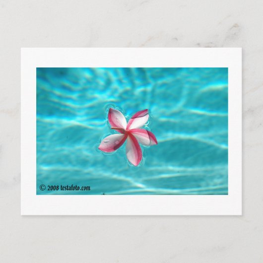 Hawaiian Plumeria Postcard Briefkaart (Voorkant)