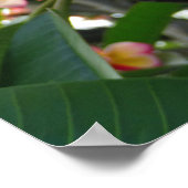 Hawaiian Plumeria Poster (Hoek)