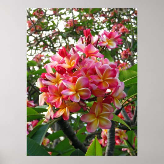 Hawaiian Plumeria Poster (Voorkant)