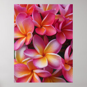 Hawaiian Plumeria Poster