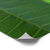 Hawaiian Plumeria Poster (Hoek)