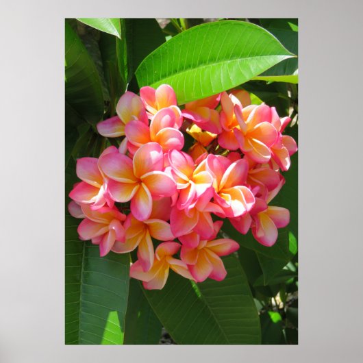 Hawaiian Plumeria Poster (Voorkant)