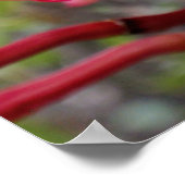 Hawaiian Plumeria Poster (Hoek)