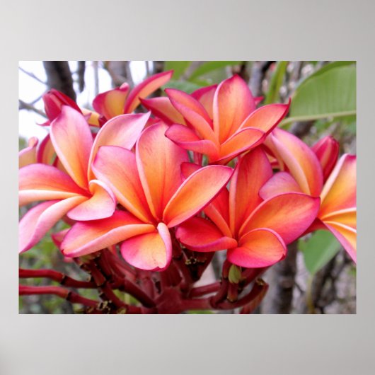 Hawaiian Plumeria Poster (Voorkant)
