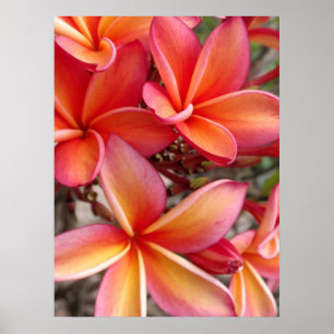 Hawaiian Plumeria Poster
