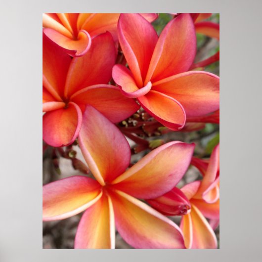 Hawaiian Plumeria Poster (Voorkant)