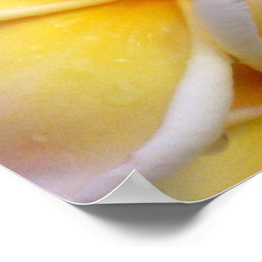 Hawaiian Plumeria Poster (Hoek)