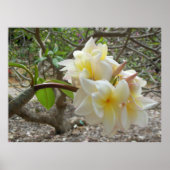 Hawaiian Plumeria Poster (Voorkant)