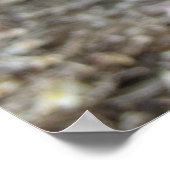 Hawaiian Plumeria Poster (Hoek)