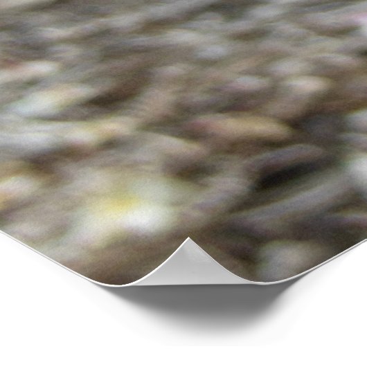 Hawaiian Plumeria Poster (Hoek)