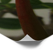 Hawaiian Plumeria Poster (Hoek)