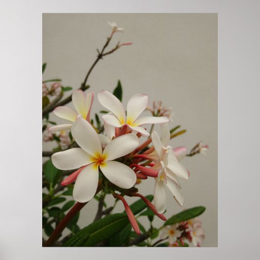 Hawaiian Plumeria Poster (Voorkant)