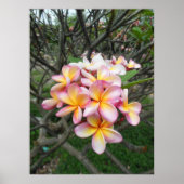 Hawaiian Plumeria Poster (Voorkant)