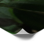Hawaiian Plumeria Poster (Hoek)