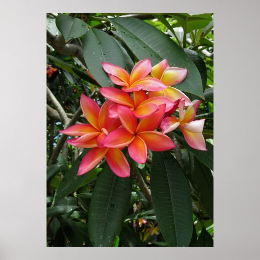 Hawaiian Plumeria Poster (Voorkant)