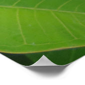 Hawaiian Plumeria Poster (Hoek)