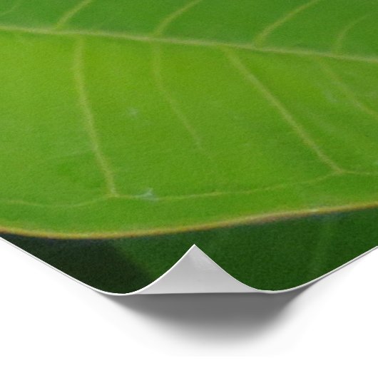 Hawaiian Plumeria Poster (Hoek)