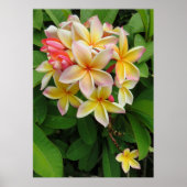 Hawaiian Plumeria Poster (Voorkant)