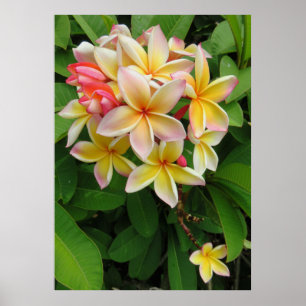 Hawaiian Plumeria Poster