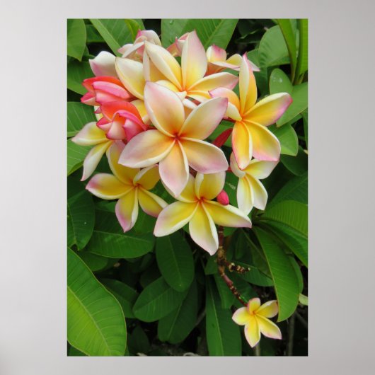 Hawaiian Plumeria Poster (Voorkant)