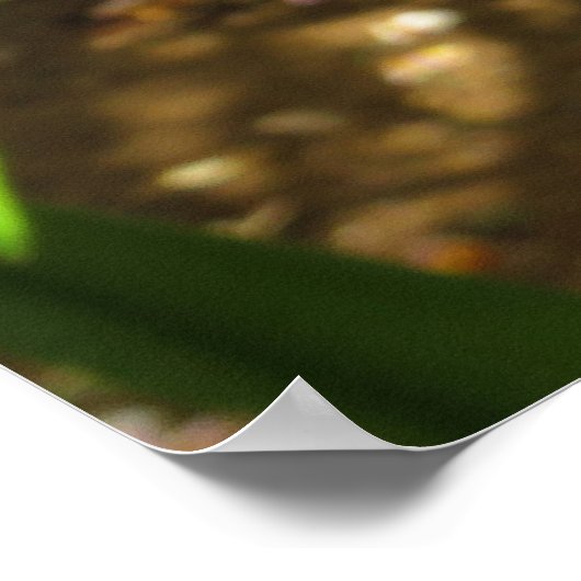 Hawaiian Plumeria Poster (Hoek)