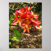 Hawaiian Plumeria Poster (Voorkant)