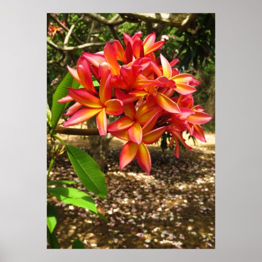 Hawaiian Plumeria Poster (Voorkant)