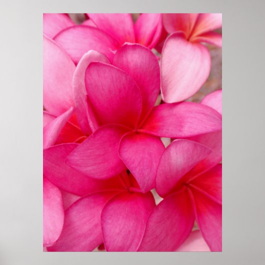Hawaiian Plumeria Poster (Voorkant)
