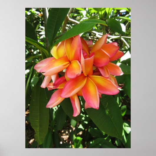 Hawaiian Plumeria Poster (Voorkant)