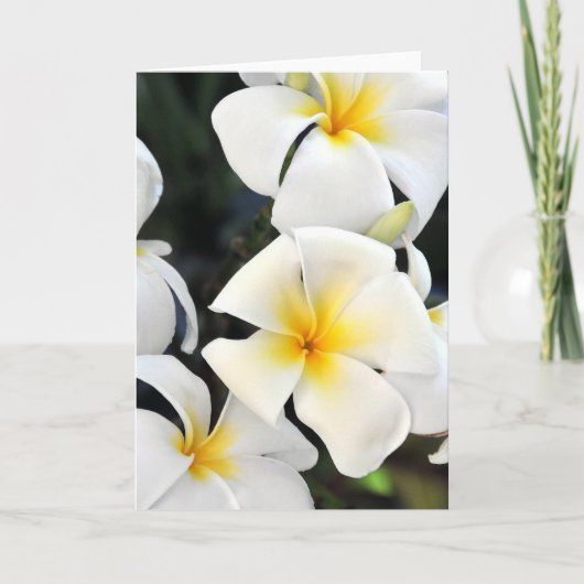 Hawaiian Plumeria Tropical Wenskaart Kaart (Voorkant)