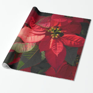 Hawaiian Poinsettia Cadeaupapier